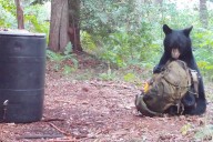 Maine bear discovers the perfect napping spot