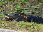ACLU Fights Florida 'Alligator Alcatraz' Citing Unlawful Detentions, Inhumane Conditions