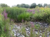 Carp River water-using businesses asked to cut back