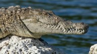 Investigan Presunto Robo de un Cocodrilo de Pantano en el Zoológico del Puerto de Veracruz