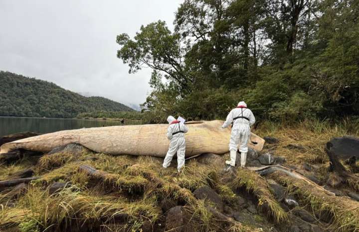 Sernapesca presenta querella criminal para esclarecer muerte de ballena sei en Aysén