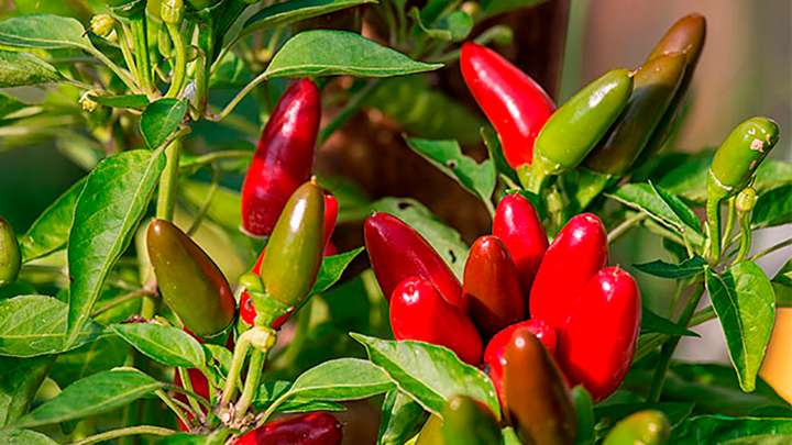 El misterio del ají picante