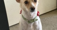 Poncho led deputies to his missing owner. Then the faithful pup vanished