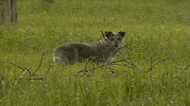 RETRO FIND: Adorable dog outran authorities, stole hearts in 1997