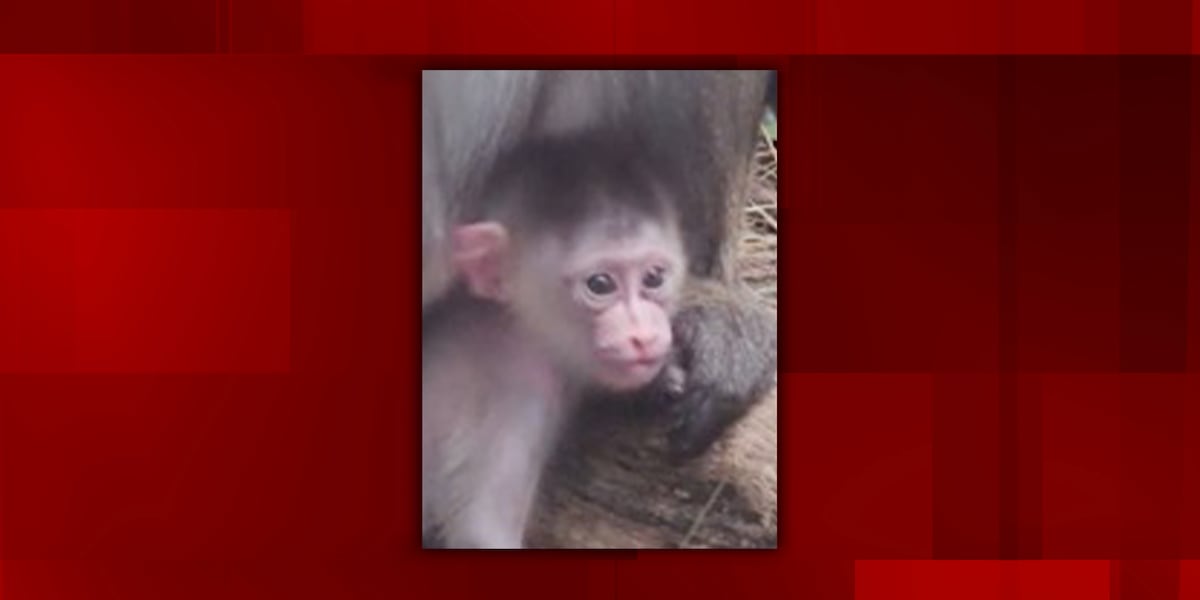Peoria Zoo celebrates birth of new mandrill