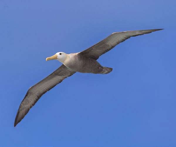 Next generation of autonomous drones will harness wind like an albatross