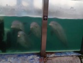 El Municipio denunció abandono de animales en el ex Aquarium