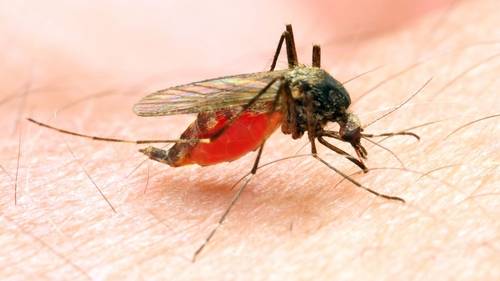NJ health officials investigate possible malaria case in Morris County