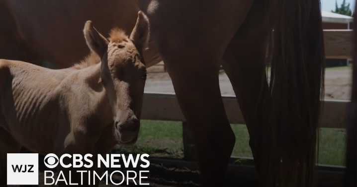 Mystery young wild pony found on Chincoteague given adopted mom