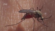 Orleans Parish records first West Nile virus case in 2025