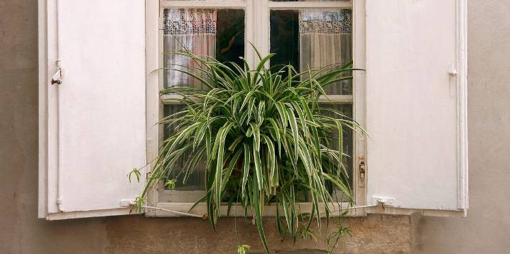 How to Keep a Healthy Spider Plant