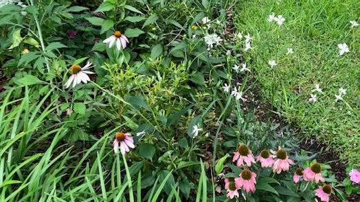 Garden Guy column: Flexibility and patience By Bob Hatton