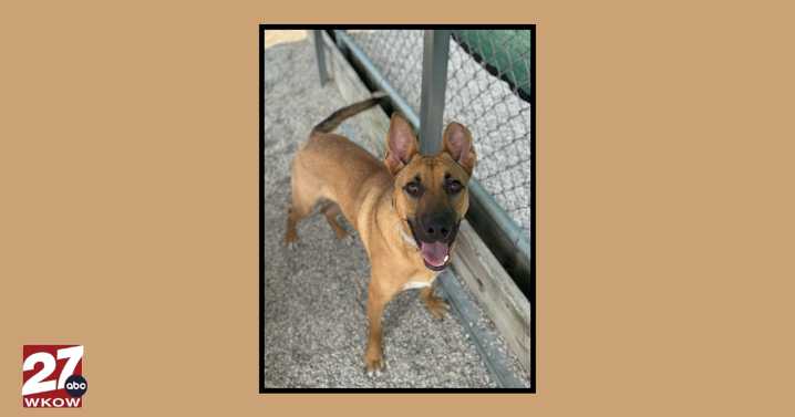 Pet of the Week: Meet Yellow!
