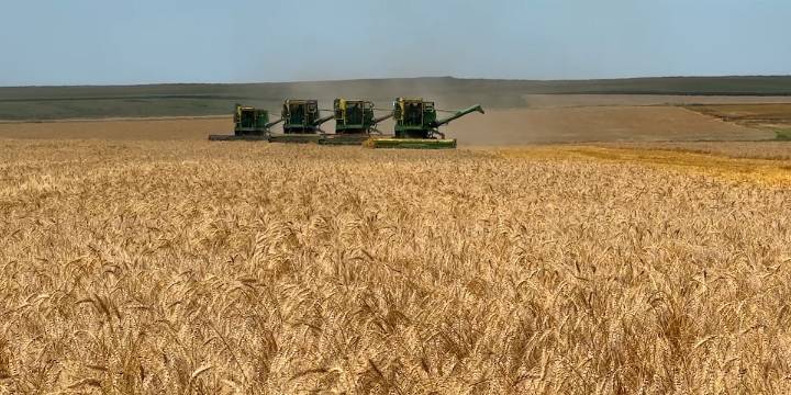 Vintage harvest: Zeeland family takes a step back in time, uses old machinery for wheat harvest