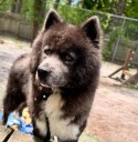 Laid-back chow mix Avalon still waiting for a forever home