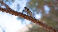 Los insectos que aterrorizan a esta ciudad europea: su ruido llega a alcanzar hasta los 100 decibelios