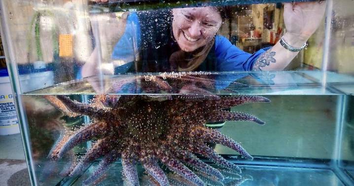 Scientists solve decade-long mystery of Pacific sea star epidemic