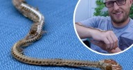 ‘Oh my God, it’s Sidney!’ Snake turns up 22 years after going AWOL