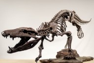 El ‘cocodrilo feroz’.  El Kostensuchus atroz devoraba dinosaurios en la Patagonia hace 70 millones de años