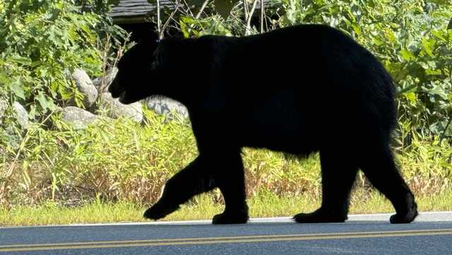 400-pound bear spotted in neighborhood, residents warned to take precautions