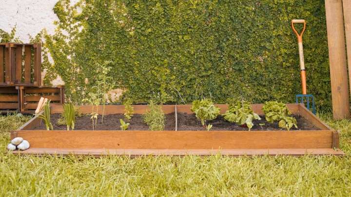 Verduras para sembrar en septiembre: cómo tener una huerta fresca