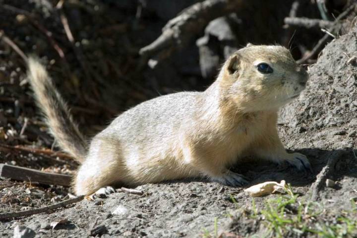 Ground squirrel population causing problem in Minot
