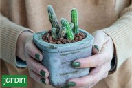 ¿Decoración o supervivencia?. Para qué sirven las piedritas en cactus y suculentas, cuáles usar y cómo colocarlas correctamente