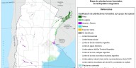 Se incrementó la superficie de plantaciones forestales