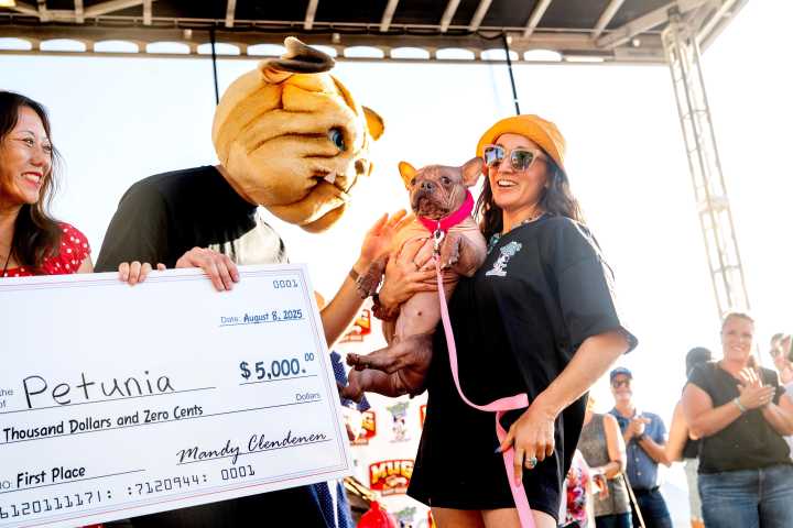 Meet Petunia, the winner of World’s Ugliest Dog Contest at Sonoma