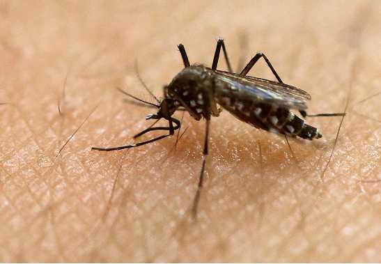 Mosquito in Pope County tests positive for West Nile virus