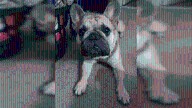 A Time Four Paws owner in court, pup's family attends