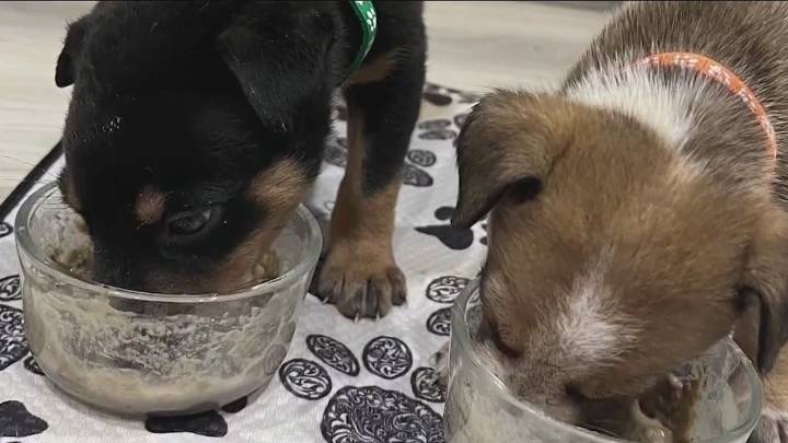 Orphaned puppies in Florida rescued after mother killed, now need homes