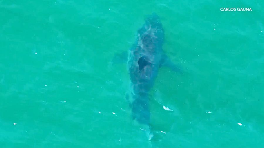 Adult great white shark seen just 50 yards off Santa Monica beach