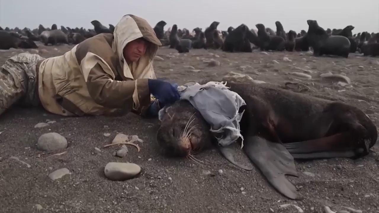 Volunteers save sea lions from fishnets in Russia's Far East