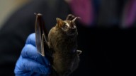 Rabid bat found near North Texas apartment complex