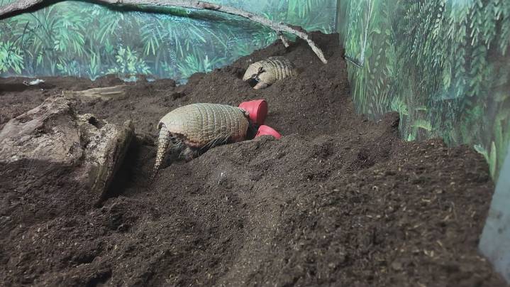 Armadillos inch closer to Michigan as new study reveals range expansion