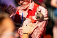 Fotos del concurso del perro más feo del mundo celebrado en California