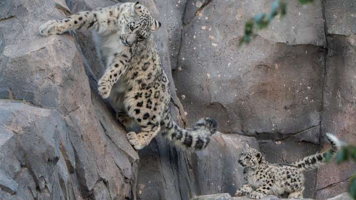 Chester Zoo's First Ever Snow Leopard Cub Bheri Takes Her First Steps Outside