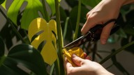 Ni a la semana ni al mes: cuándo recomiendan podar la monstera y por qué