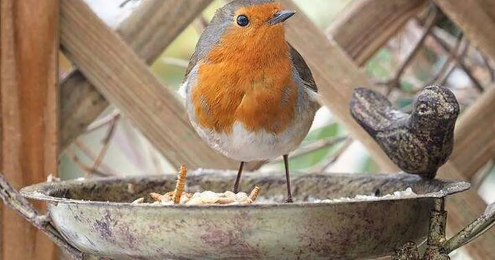 Gardeners urged to leave two types of fruit out on lawns and bird tables in August
