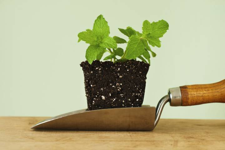 This Common Planting Mistake Is Sabotaging Your Seeds Before They Have a Chance to Sprout