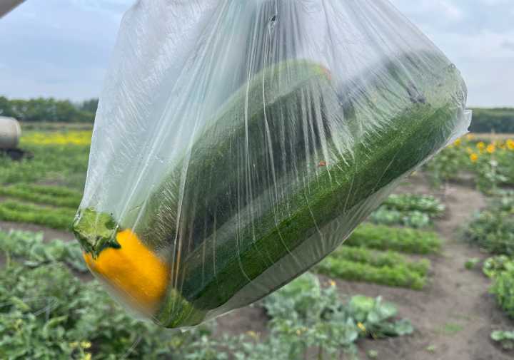 Zucchini, from porch to plate