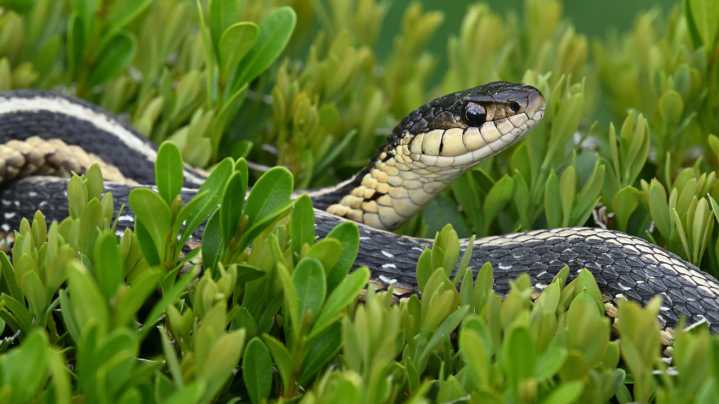 That Hardy Shrub That Can Attract Snakes To Your Yard And Garden
