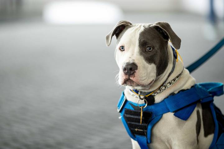 Hombre enfrenta hasta 45 años de prisión por peleas de perros y venta de drogas en EE.UU.