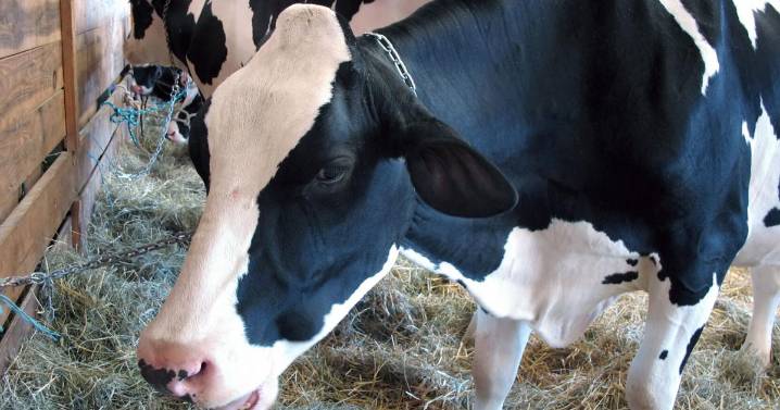 Missing, stolen cattle reports in Shelby County