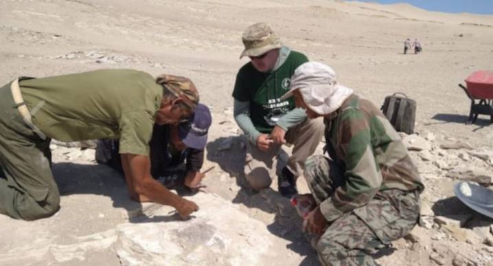 Ica: descubren restos fósiles completos de una especie de ave de hace 20 millones de años 