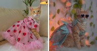 Meet August, The Fashion-Forward Cat Taking The Internet By Storm (40 Pics)