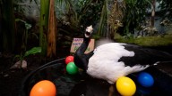 22-year-old magpie goose at Columbus Zoo euthanized after health decline