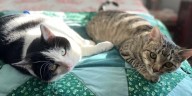 Province Strengthens Animal Protection Act with Harsher Penalties