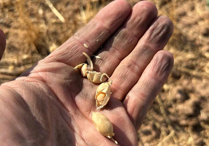 La cosecha de garbanzos apunta a rendimientos bajos